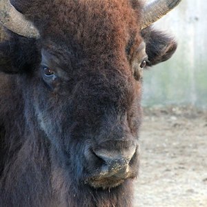 American Bison