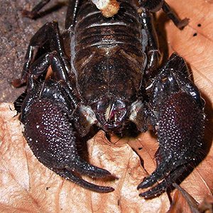 Emperor Scorpion - The Animal Facts