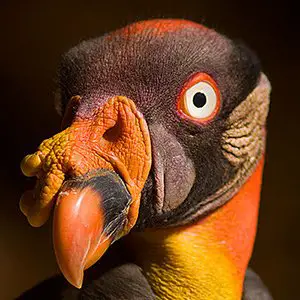 King Vulture