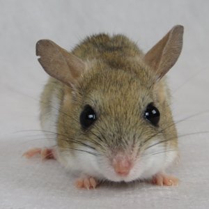 Spinifex Hopping Mouse