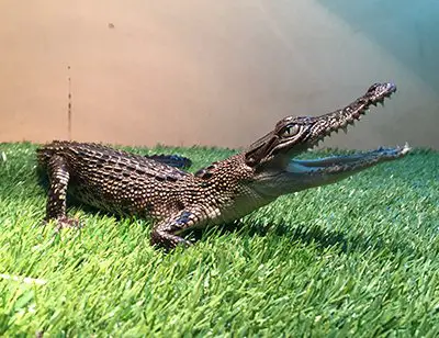 Saltwater Crocodile
