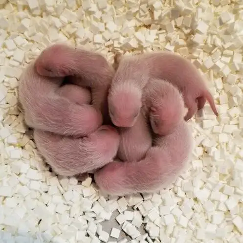 You Can Watch Adorable and Endangered Ferrets Grow Up Live – The Animal