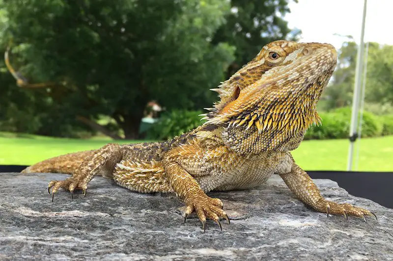 Bearded Dragon - Wildlife Images Rehabilitation and Education Center