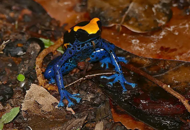 Dyeing Poison Dart Frog