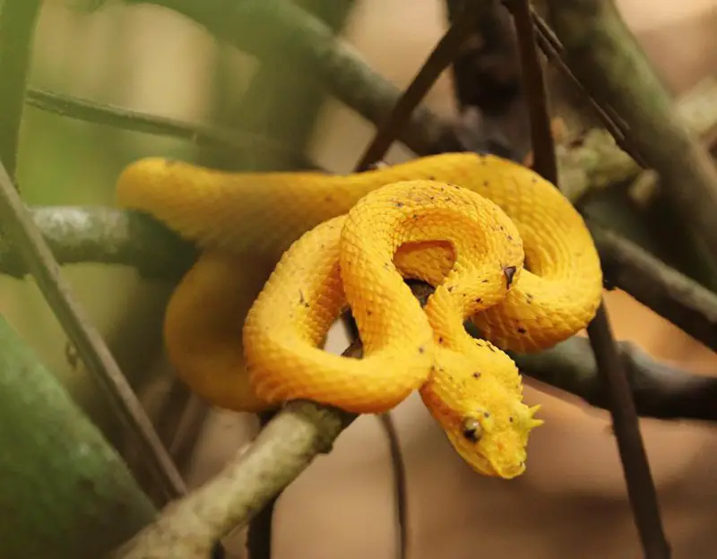 Eyelash Pit Viper