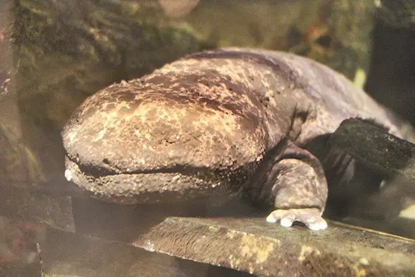 Japanese Giant Salamander The Animal Facts Fact File And Fun Facts