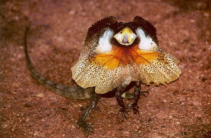 FrilledNeck Lizard The Animal Facts Habitat, Diet, Breeding, More!