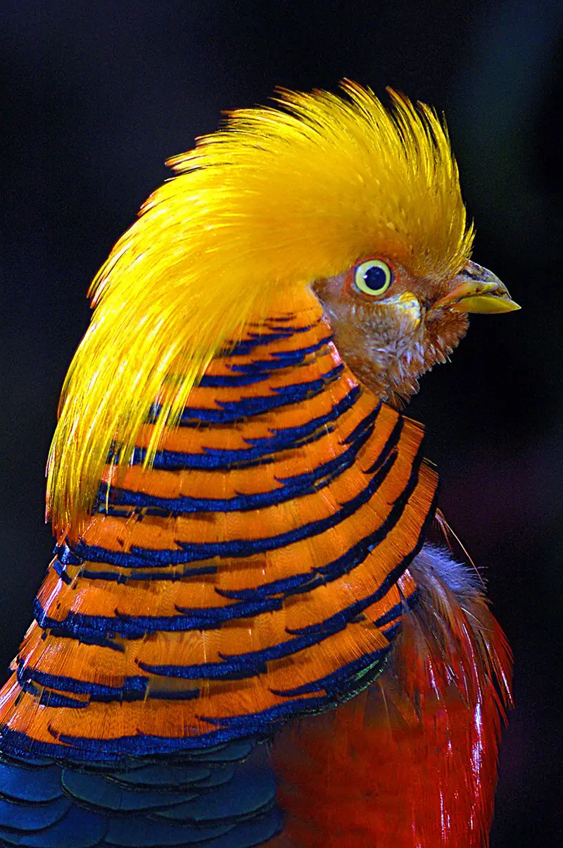 Golden Pheasant - Carolina Avian Research and Education