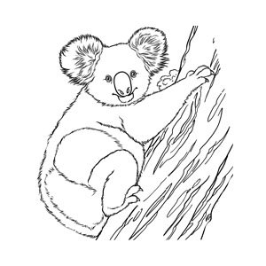karl the koala's colouring in fun page  the animal facts