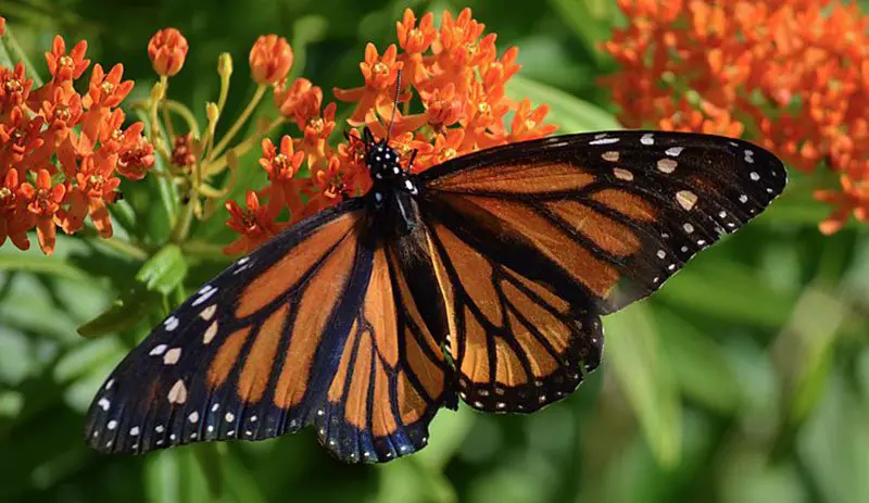 Monarch Butterfly