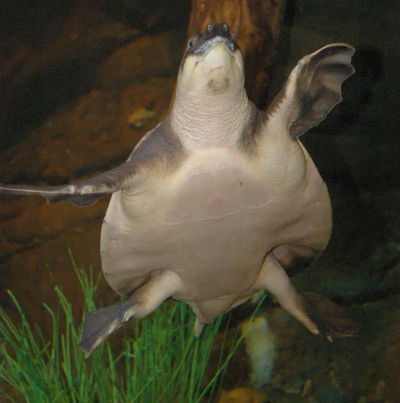 Pig Nosed Turtle