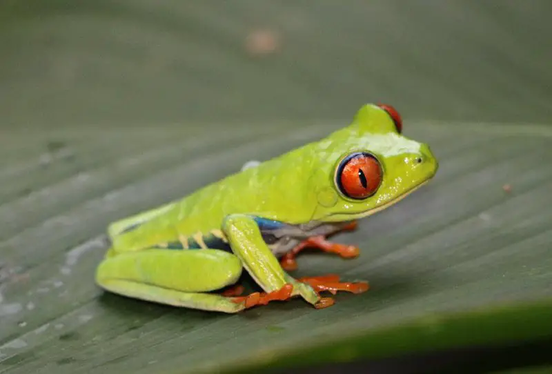 Red Eyed Tree Frog