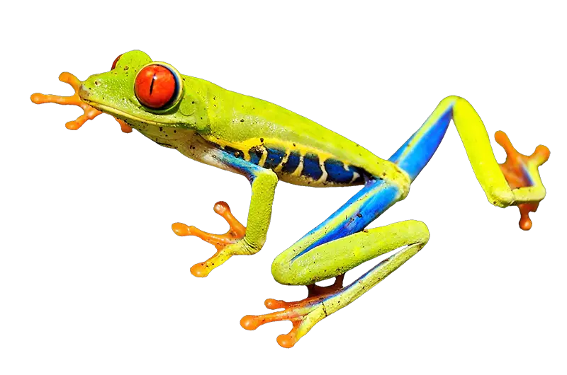 Eyed Tree Frog - The Animal Facts - Diet, Habitat, Behaviour,