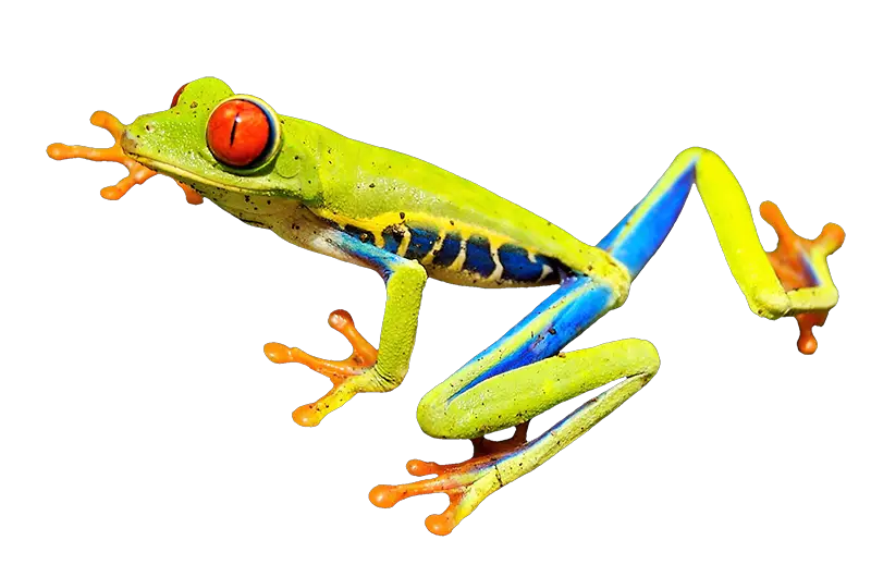 red eyed tree frog predators