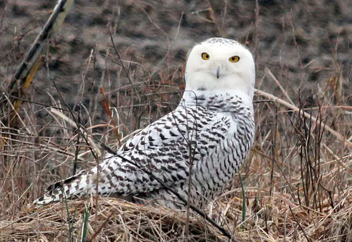 Snowy Owl - The Animal Facts Diet, Apperance, Behaviour, Habitat, More!