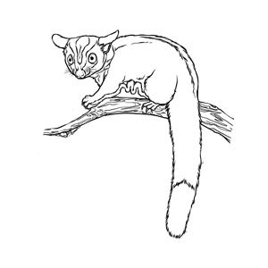 Sammy the Sugar Glider Coloring In Fun Page – The Animal Facts