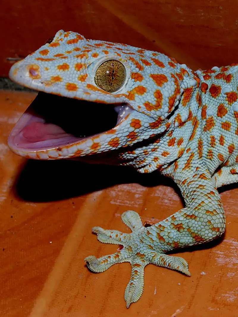 Tokay Gecko - The Animal Facts