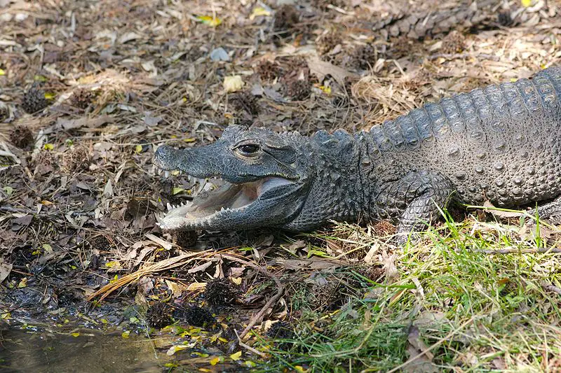 West African Dwarf Crocodile