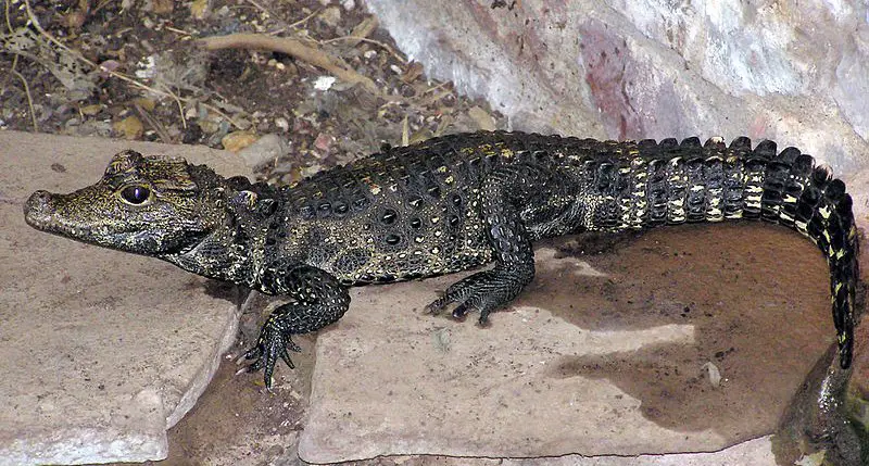 Dwarf West African crocodile • Fun Facts and Information For Kids