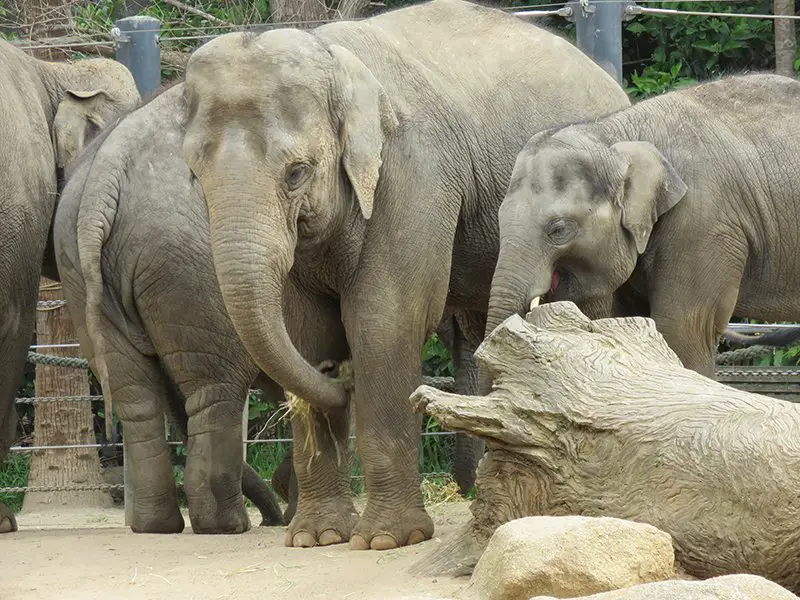 Elephant