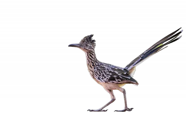 Greater Roadrunner - The Animal Facts - Appearance, Habitat, Diet, More! Greater Roadrunner - The Animal Facts - Appearance, Habitat, Diet, More!