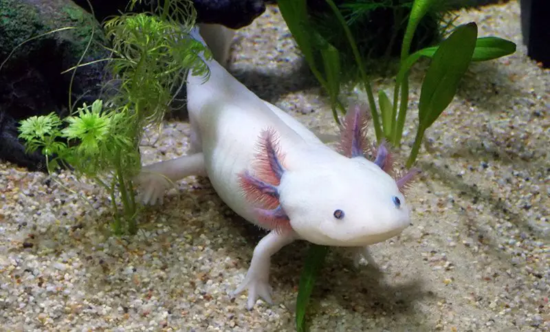 Axolotl Adaptations  
