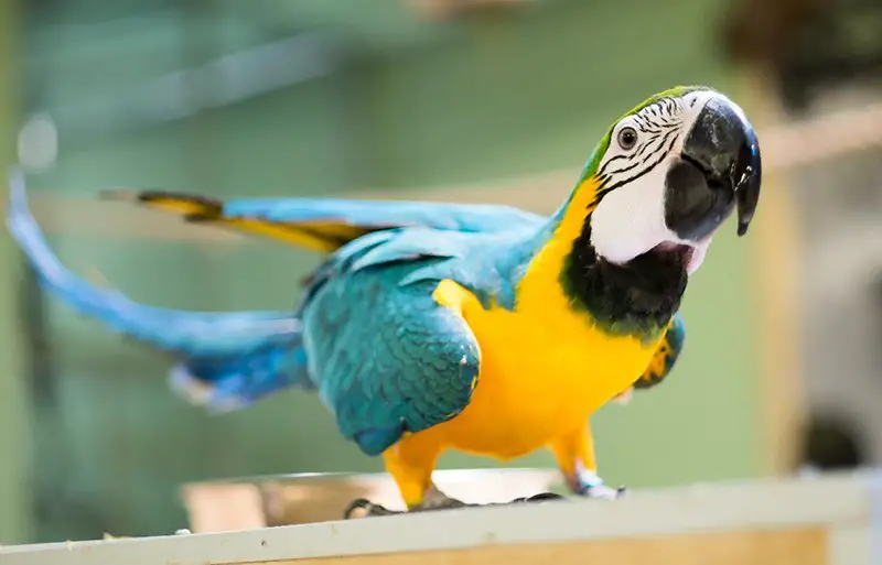 blue and yellow macaws