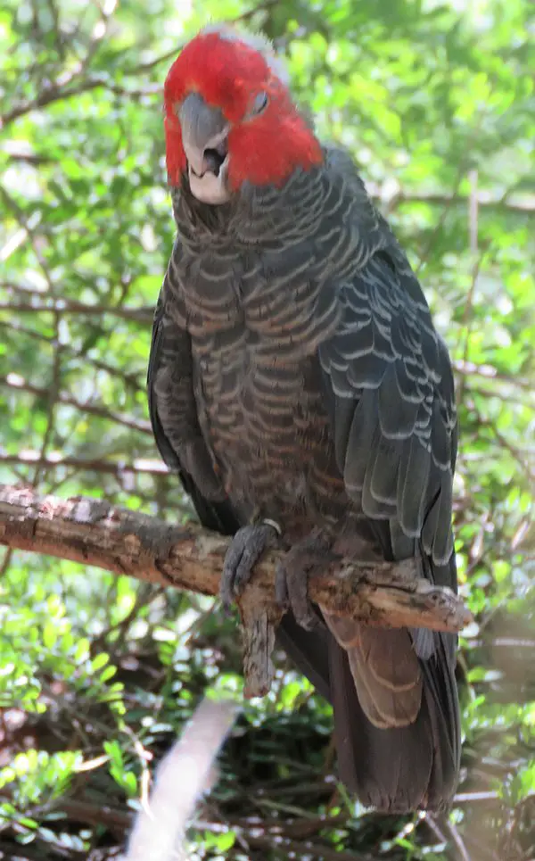 gang gang cockatoo song