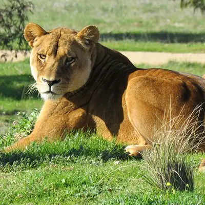 African Lion