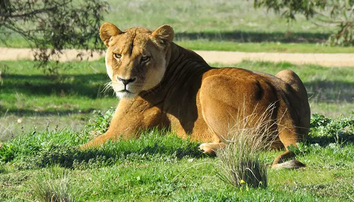 african lion quiz