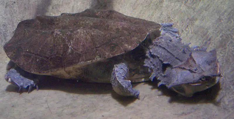 Matamata The Animal Facts Habitat, Appearance, Diet, Behavior