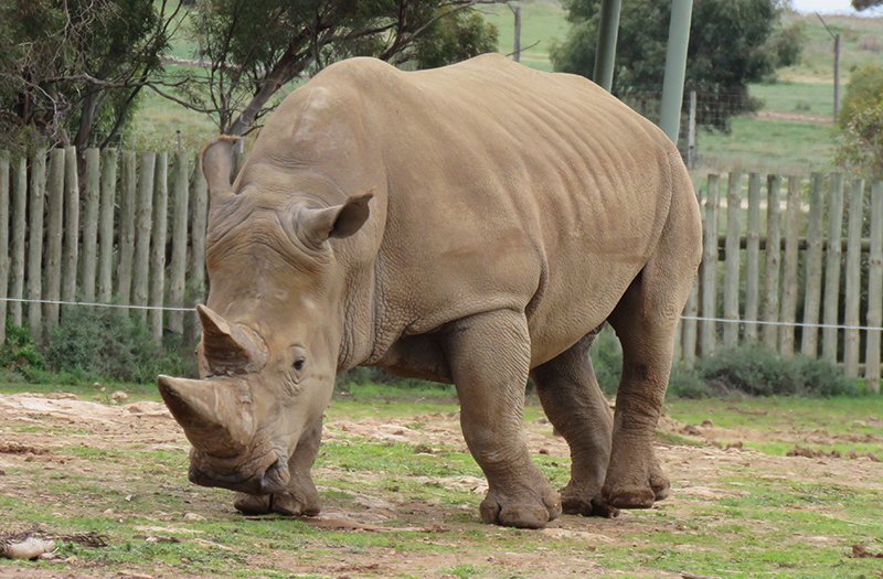 Southern White Rhinoceros - The Animal Facts - Habitat,Lifespan,Behavior