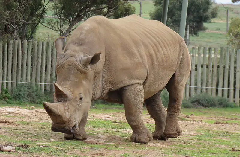 Southern White Rhinoceros - The Animal Facts - Habitat,Lifespan,Behavior Southern White Rhinoceros - The Animal Facts - Habitat,Lifespan,Behavior