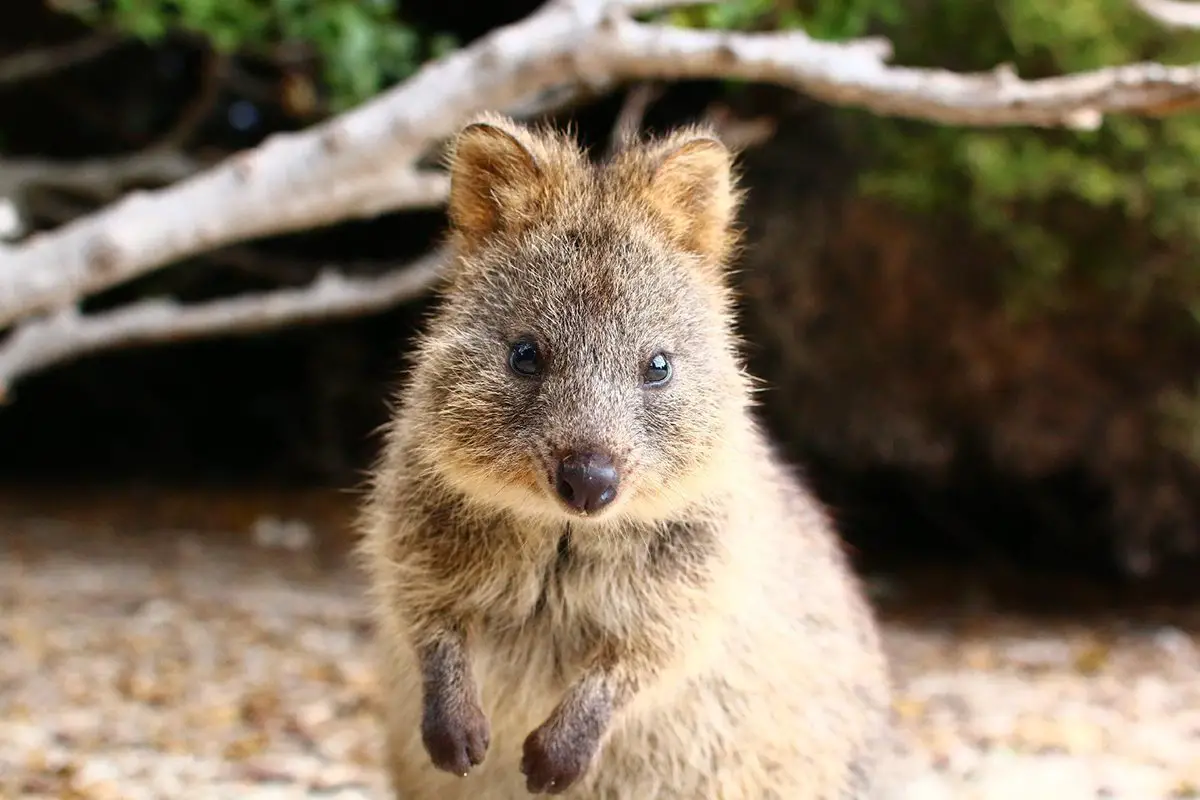 Marsupials The Animal Facts What's makes a marsupial special?