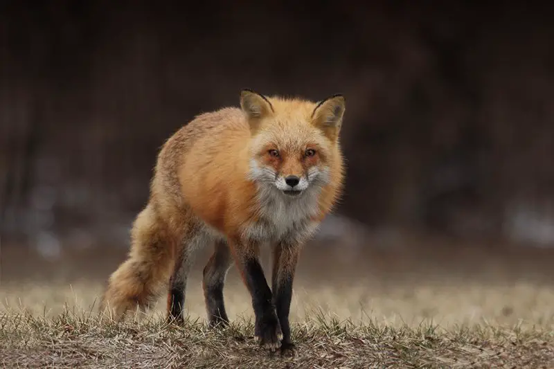 Red Fox - The Animal Facts - Appearance, Diet, Habitat, Behavior