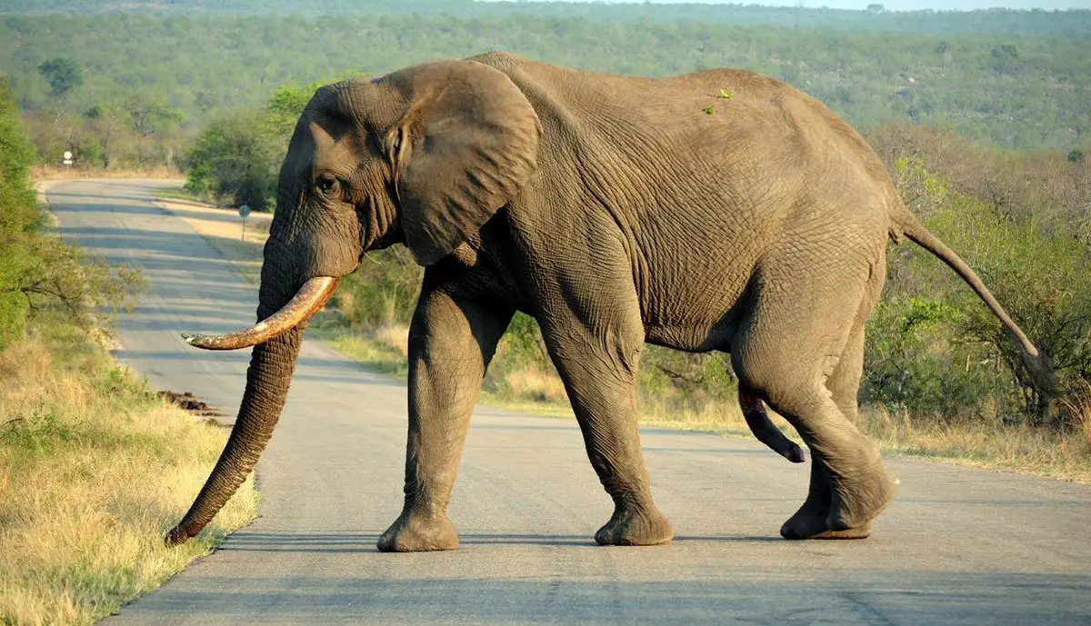 African Savanna Elephant - The Animal Facts - Habitat, Appearance, Diet