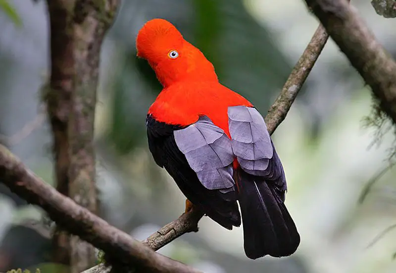 Andean Cock-of-the-Rock | The Animal Facts | Appearance, Diet, Habitat