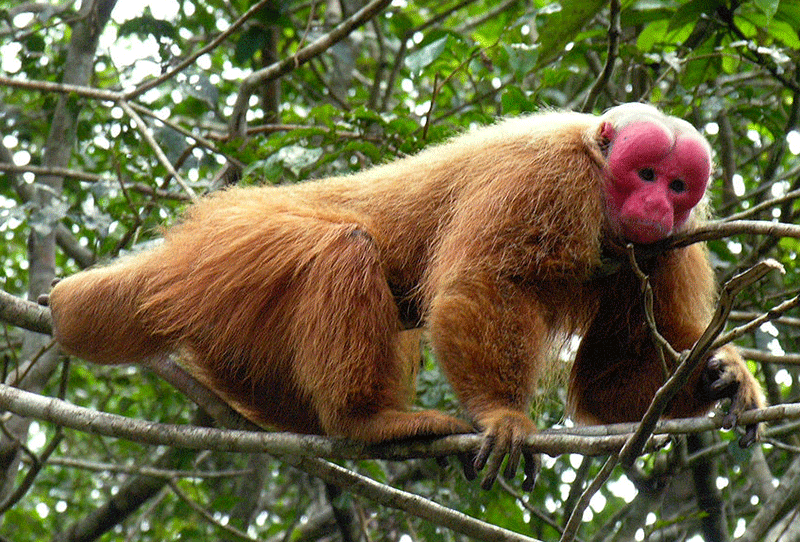 bald uakari