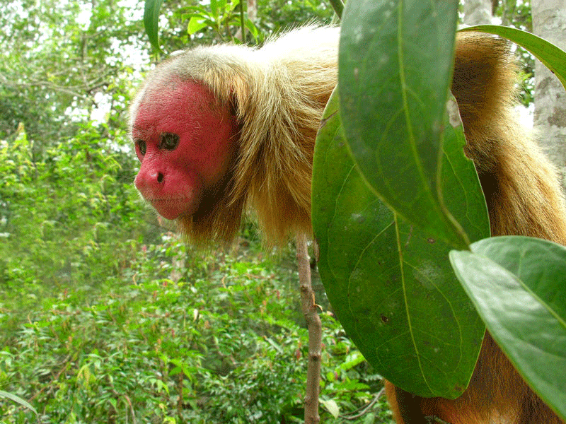 bald uakari