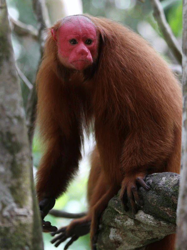 bald uakari