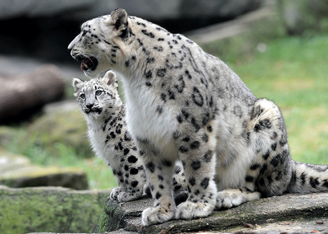 Snow leopard cub Brookfield