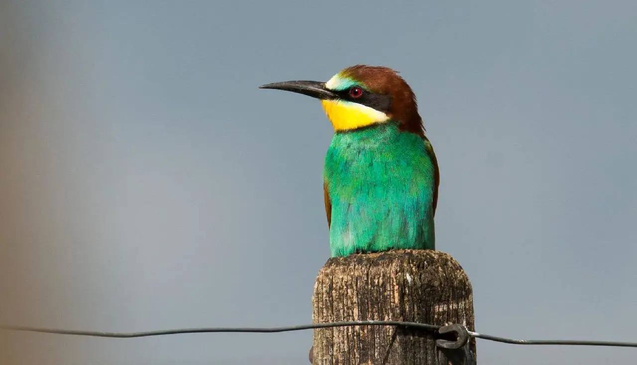 European Bee-Eater - The Animal Facts - Appearance, Habitat, Diet