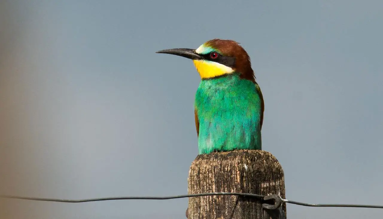 European Bee-Eater - The Animal Facts - Appearance, Habitat, Diet European Bee-Eater - The Animal Facts - Appearance, Habitat, Diet