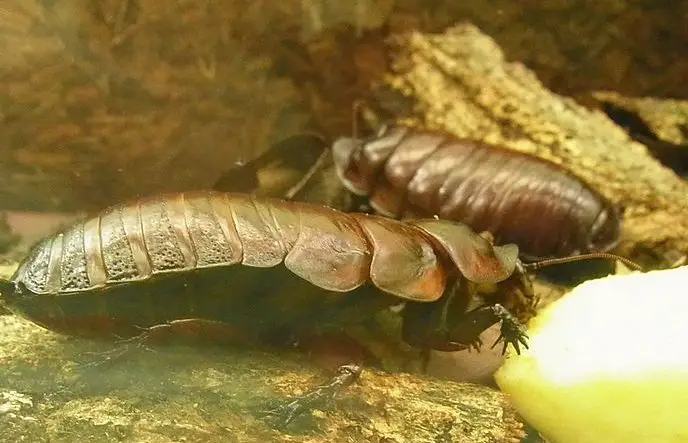 Giant Burrowing Cockroach - The Animal Facts - Appearance, Diet, Habitat