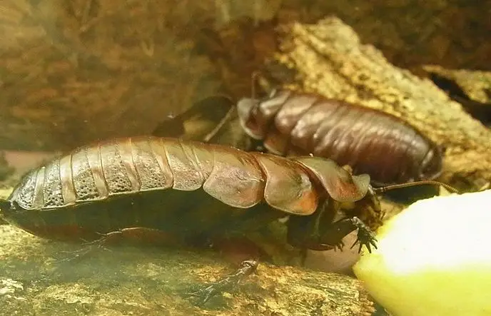 Giant Burrowing Cockroach - The Animal Facts - Appearance, Diet, Habitat Giant Burrowing Cockroach - The Animal Facts - Appearance, Diet, Habitat