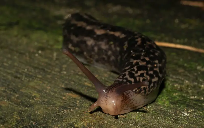 What Do Leopard Slugs Eat 