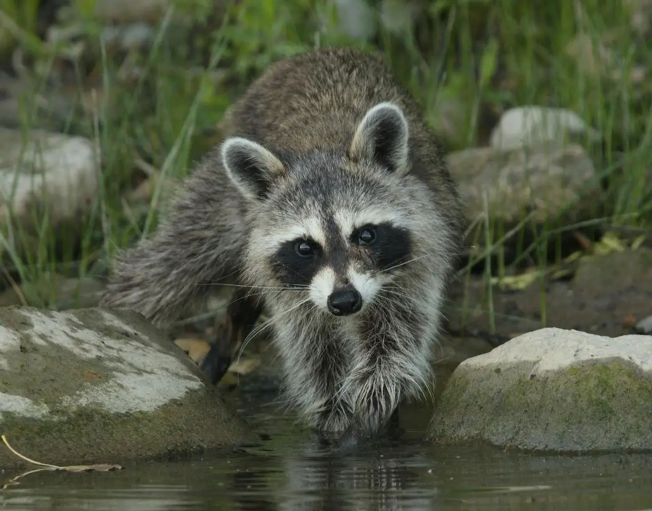 Northern Racoon - The Animal Facts - Appearance, Diet, Habitat, Behavior