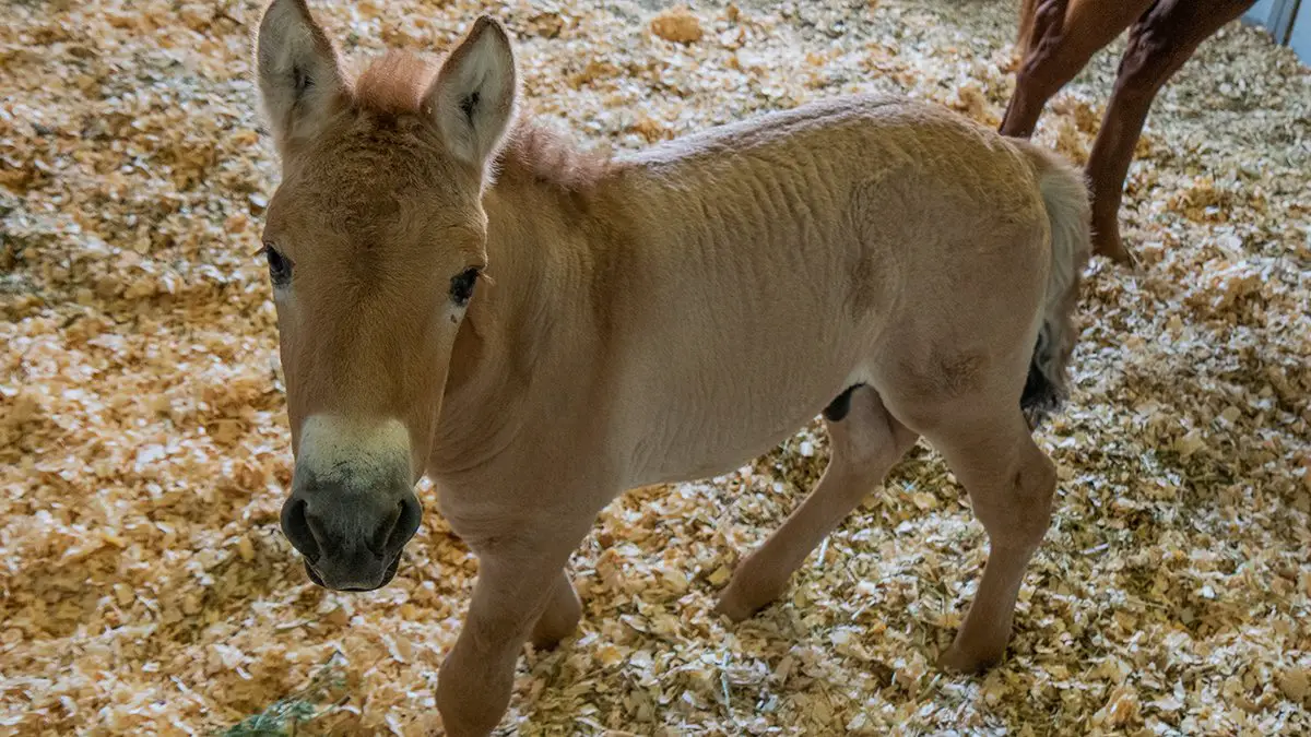 przewalski's horse foal San Diego Zoo