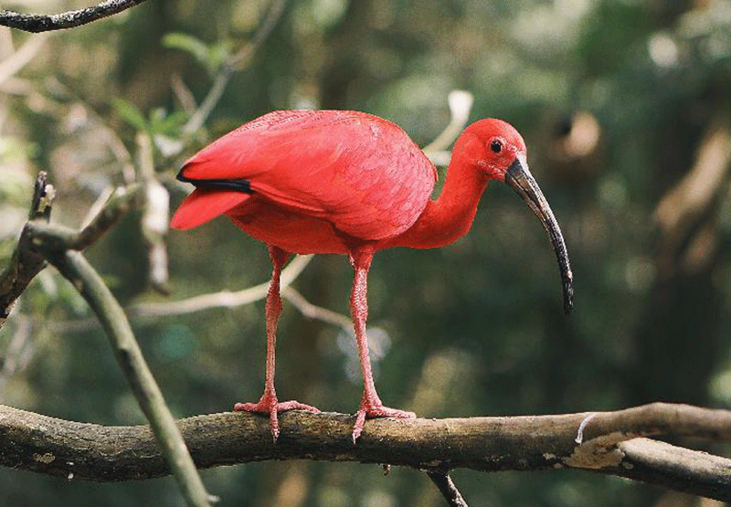 Scarlet Ibis
