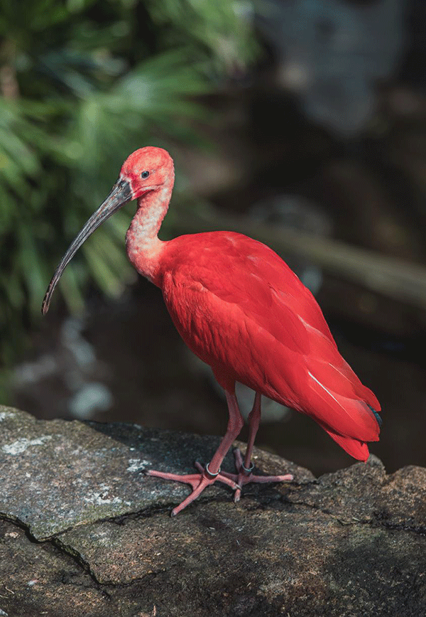 Scarlet Ibis The Animal Facts